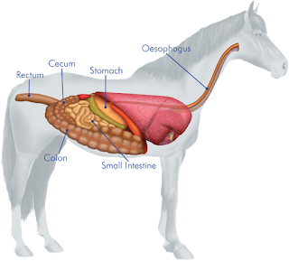 Sistem pencernaan kuda