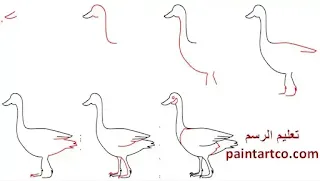 طريقة رسم الإوزة خطوة بخطوة