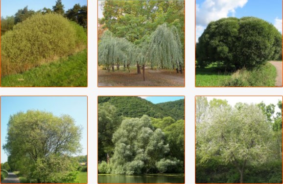 willow tree pictures