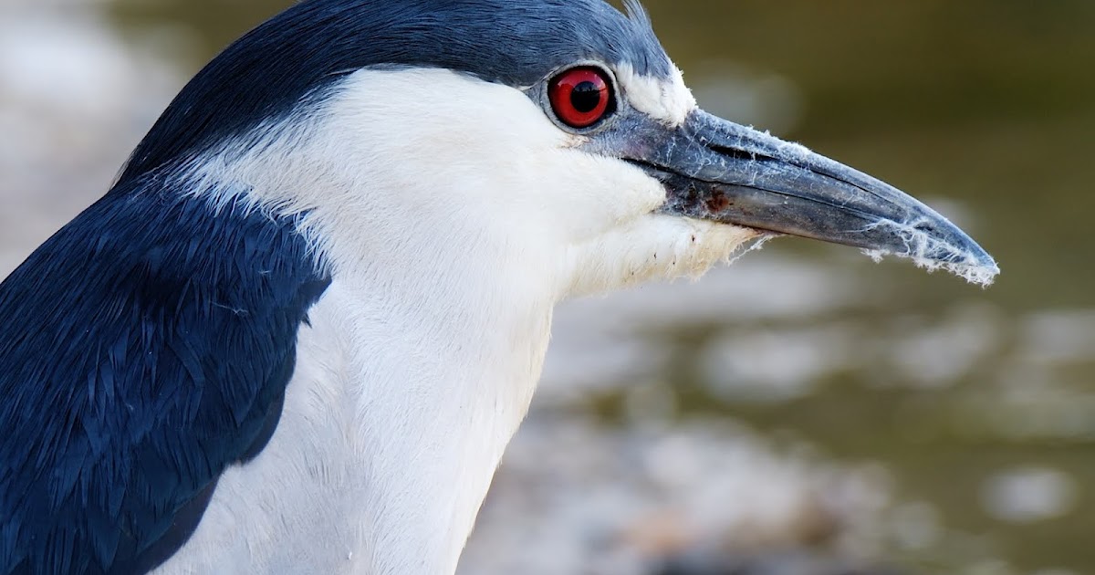 Black-crowned Night Heron
