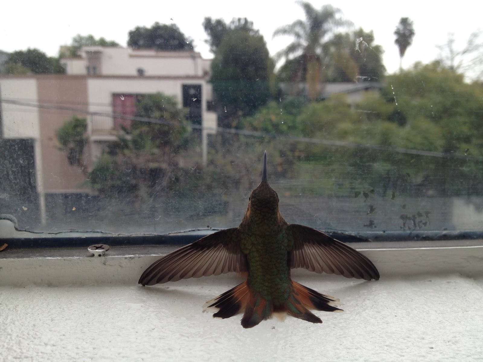 The Backyard Birder Windows pose problems for hummingbirds