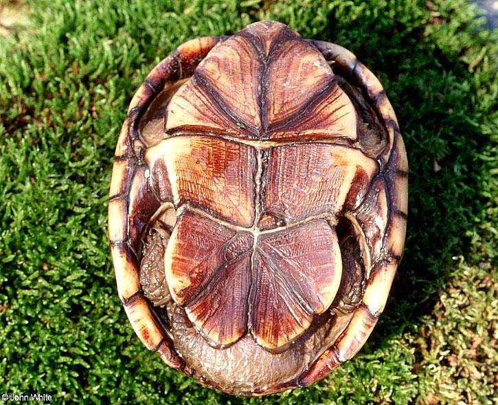 THE ANIMAL for JUST: Mud and Musk Turtles