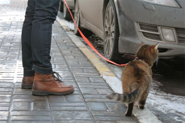 как выгуливать кошку