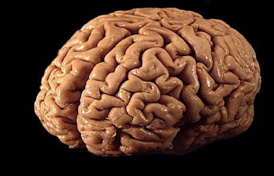 Curiosidades del cerebro