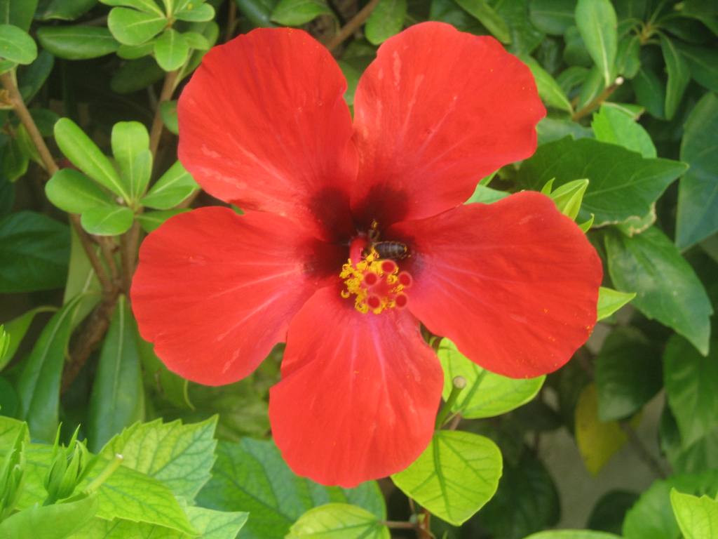 Entre amigos: Flor de hibiscus