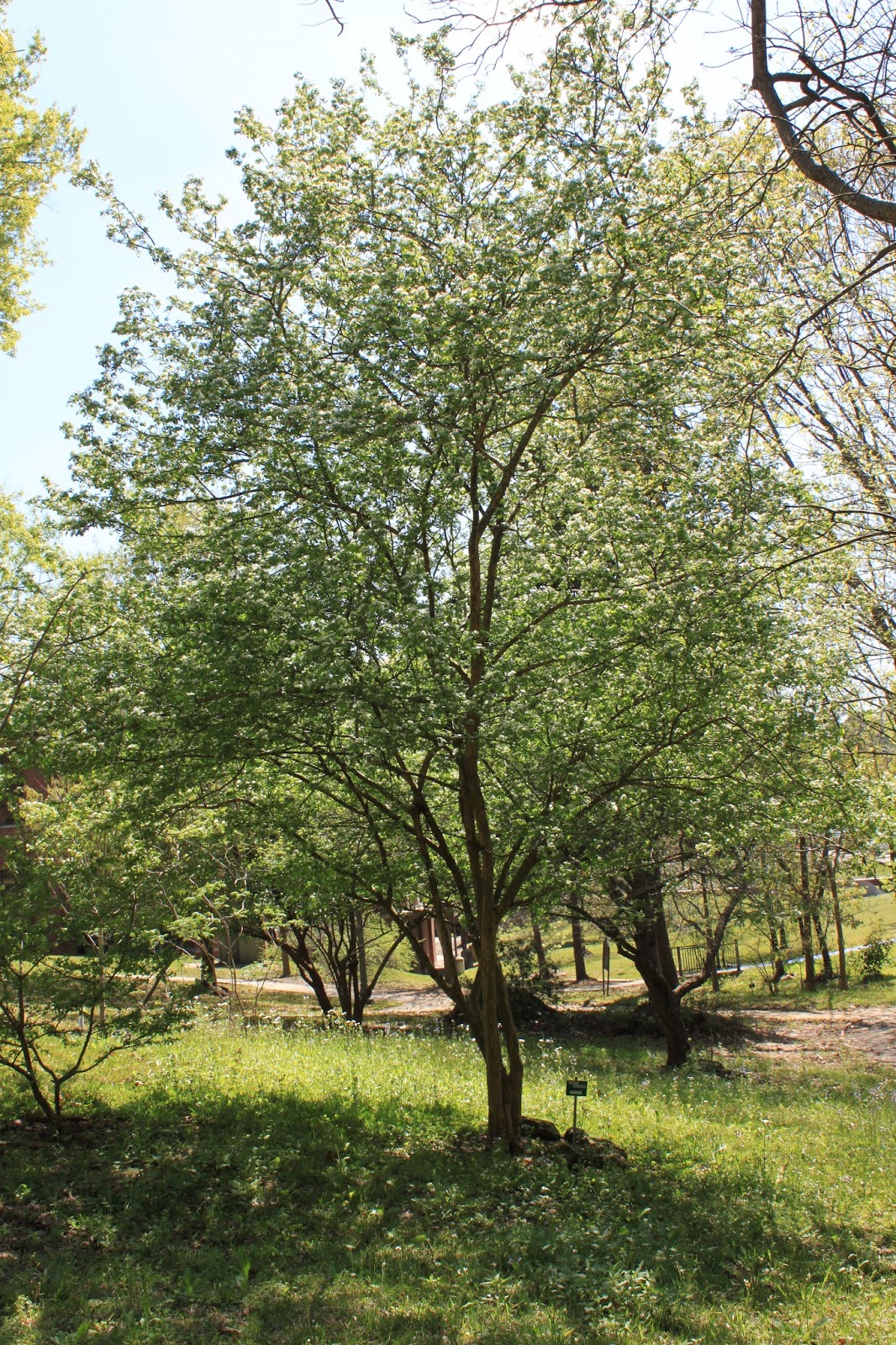 Centenary College Arboretum Tree of the Week Parsley Hawthorn