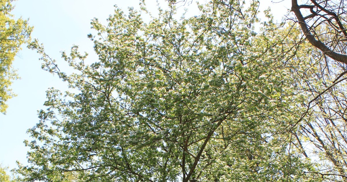 Centenary College Arboretum Tree of the Week Parsley Hawthorn