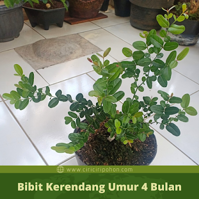 Bibit Kerendang Umur 4 Bulan