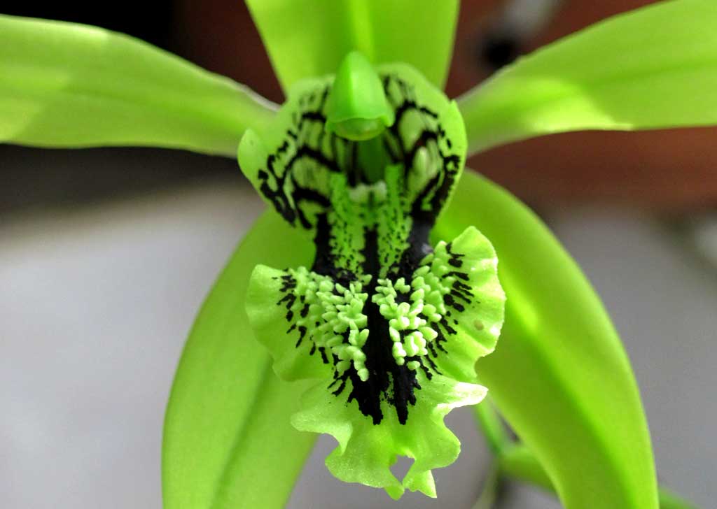 Hasil gambar untuk tanaman hias Coelogyne pandurata