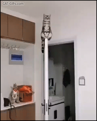 Funny cat GIF • Amazing cat sitting on top of door purrfectly balanced I see no god up here OTHER THAN ME Funny cat GIF • Amazing cat sitting on top of door purrfectly balanced I see no god up here OTHER THAN ME