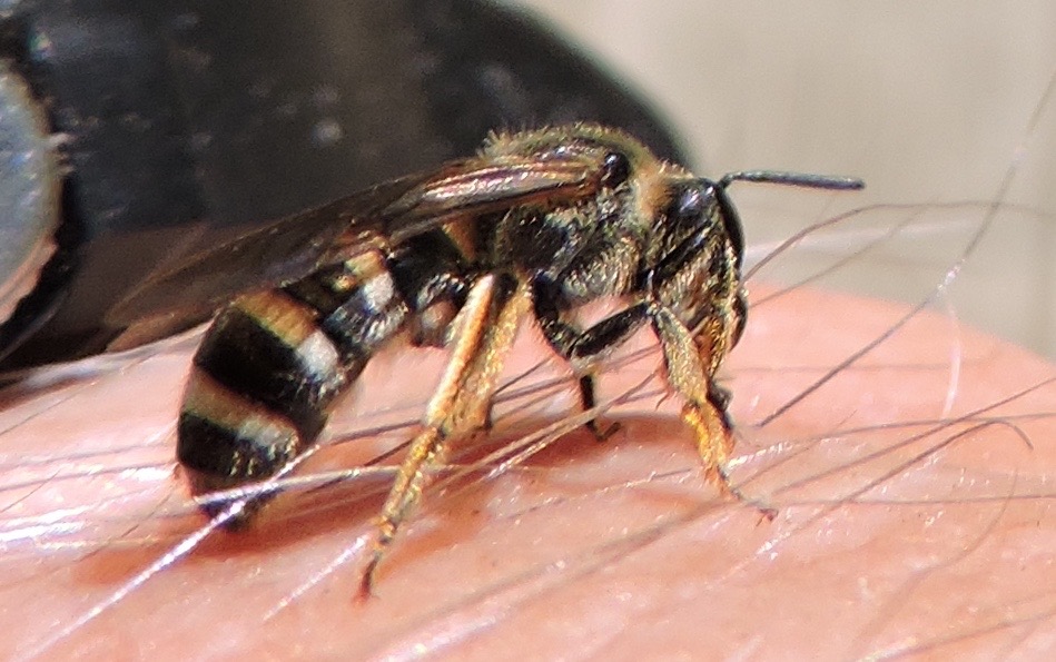 Springfield Plateau: Don't Sweat These Bees