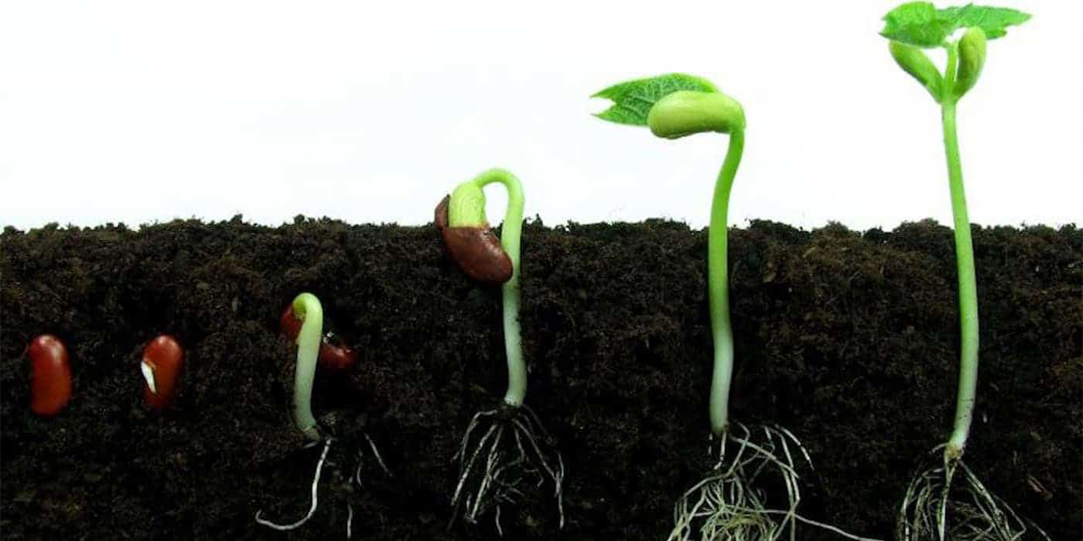 Germinación Botánica integra Germinación Botánica integra