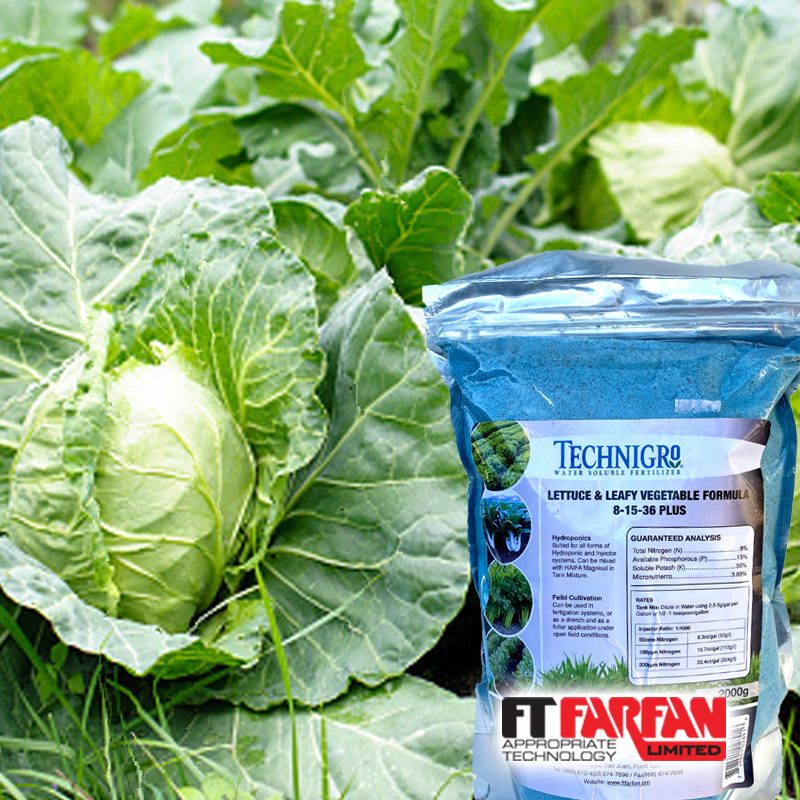 Growing Lush, Green, Crisp Lettuce FRUGAL FARMING! Surviving Covid19