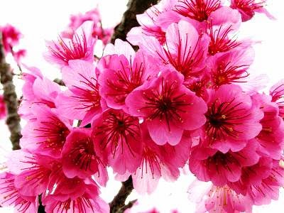 Kata Romantis Wallpaper Bunga Sakura Jepang Cantik 