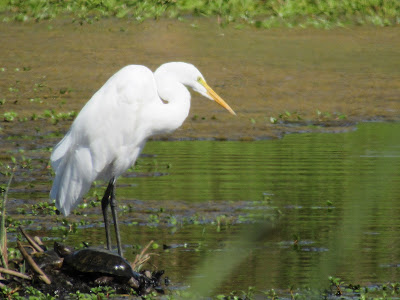 Colusa National Wildlife Refuge