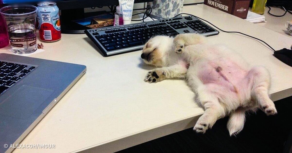 21 Charming Dog Pictures That Made Us Smile Instantly