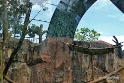 monyet ekor panjang kebun binatang ragunan jakarta