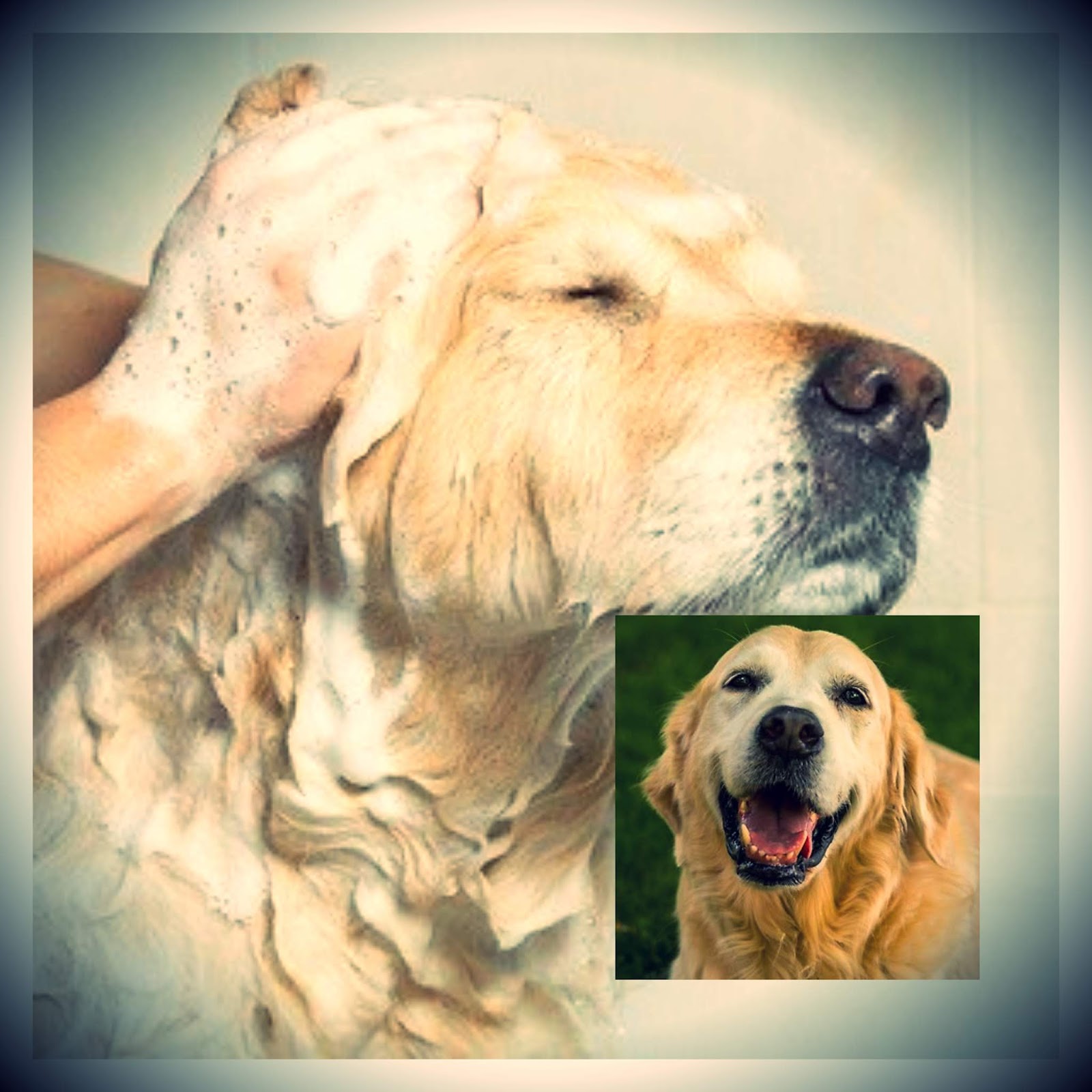 K9 Pro Aloe and Oatmeal Cucumber Melon Dog Shampoo Review