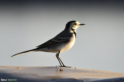 Cuereta blanca