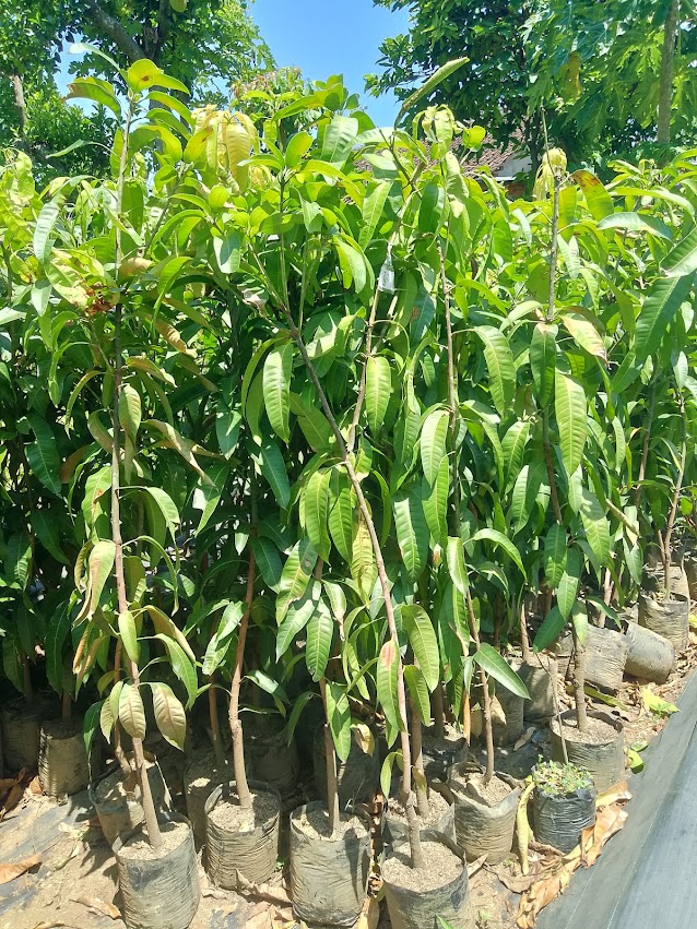 bibit pohon mangga kiojay produk asli mudah tumbuh Ciracap