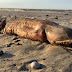 Terrifying Prehistoric Giant Fish Was Discovered On Texas Beach Post-Harvey