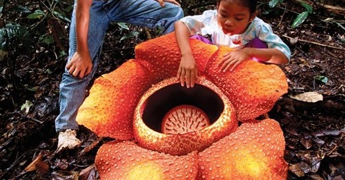 Sobre esto y aquello: La flor más grande del mundo