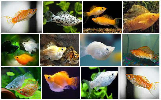Mengenal Ikan Molly Sang Ikan Hias Air Tawar Cantik Pengisi Aquarium Info Aneka Ikan Hias Air Tawar