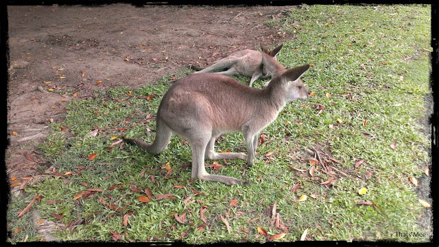 kangourou Australia Zoo Queensland, visiter Australie Australia Zoo queensland