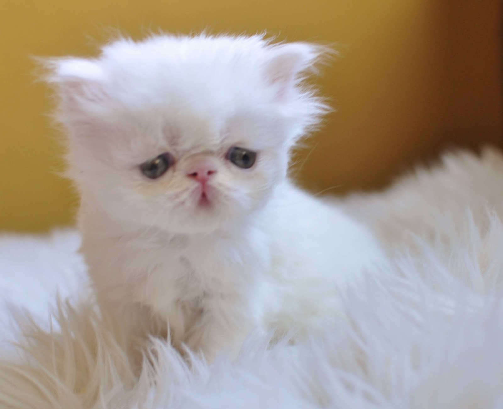 Exotic Shorthairs and Persians in Idaho Kittens on their way! Stoik