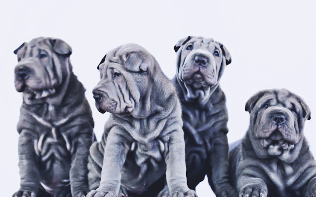 Shar Pei