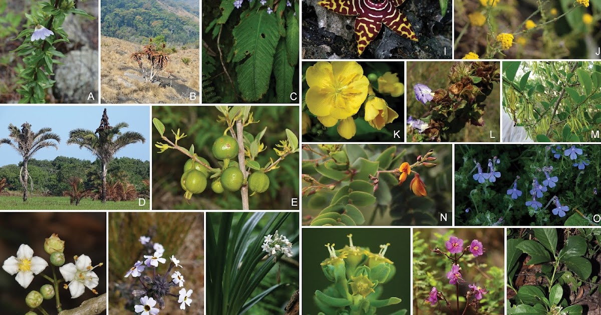 Species New to Science: Botany • 2019 The Endemic Plants of Mozambique: Diversity and ...