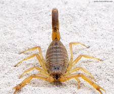 Interesting deathstalker scorpion facts 