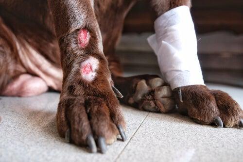 Cómo curar heridas de garrapatas en perros - los mejores consejos