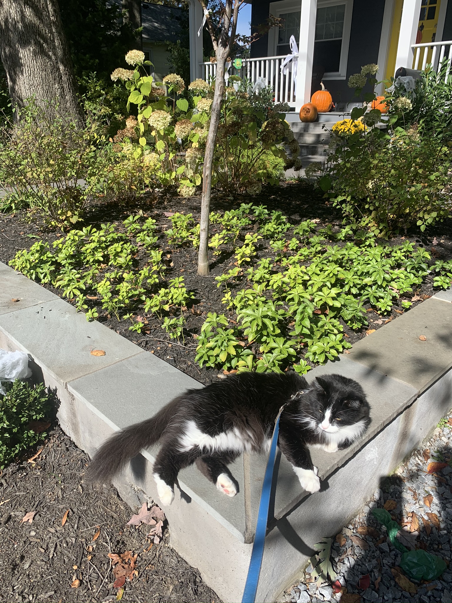 Cats in Gardens Cats on Leashes