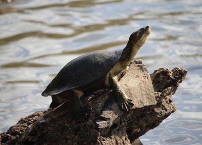 Habitat & karakteristik Fitzroy River Turtle