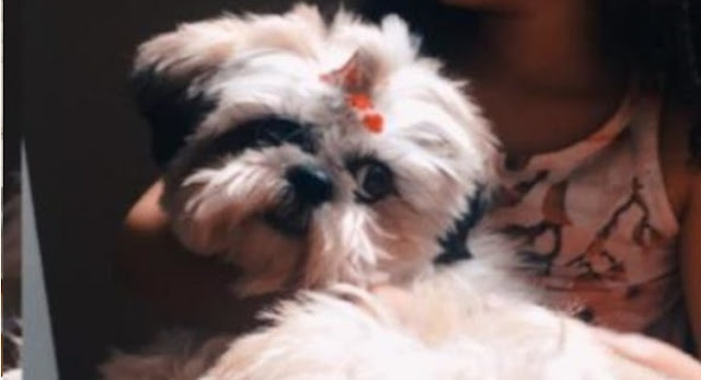 Armados, bandidos rendem morador e roubam cadela da raça shih tzu no DF