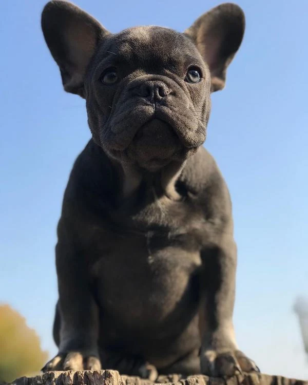 French Bulldog Dog Breed - Differences Between the Boston Terrier and French Bulldog