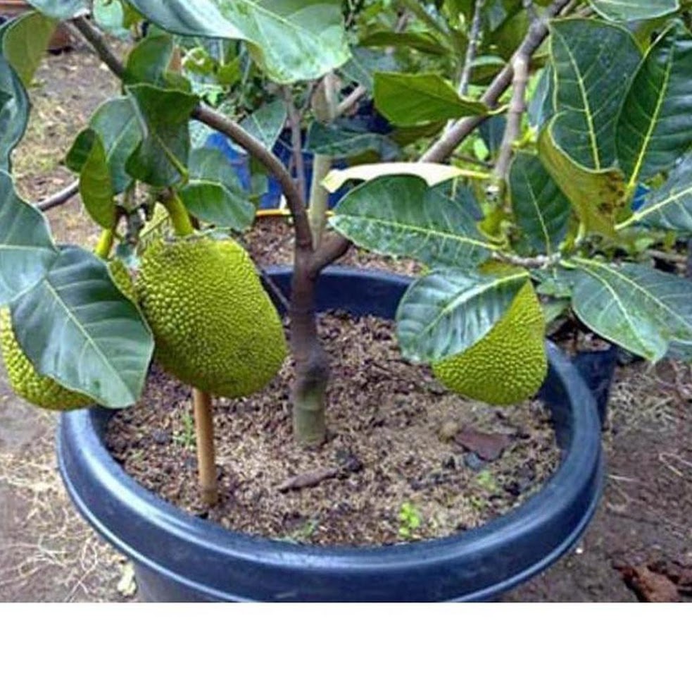 tanaman nangka mini bibit produk baru buah dwarf jackfruit Siborong-Borong