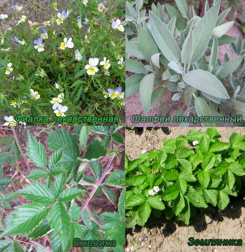 Лекарственные растения для лечения горла, кашля и простуды.