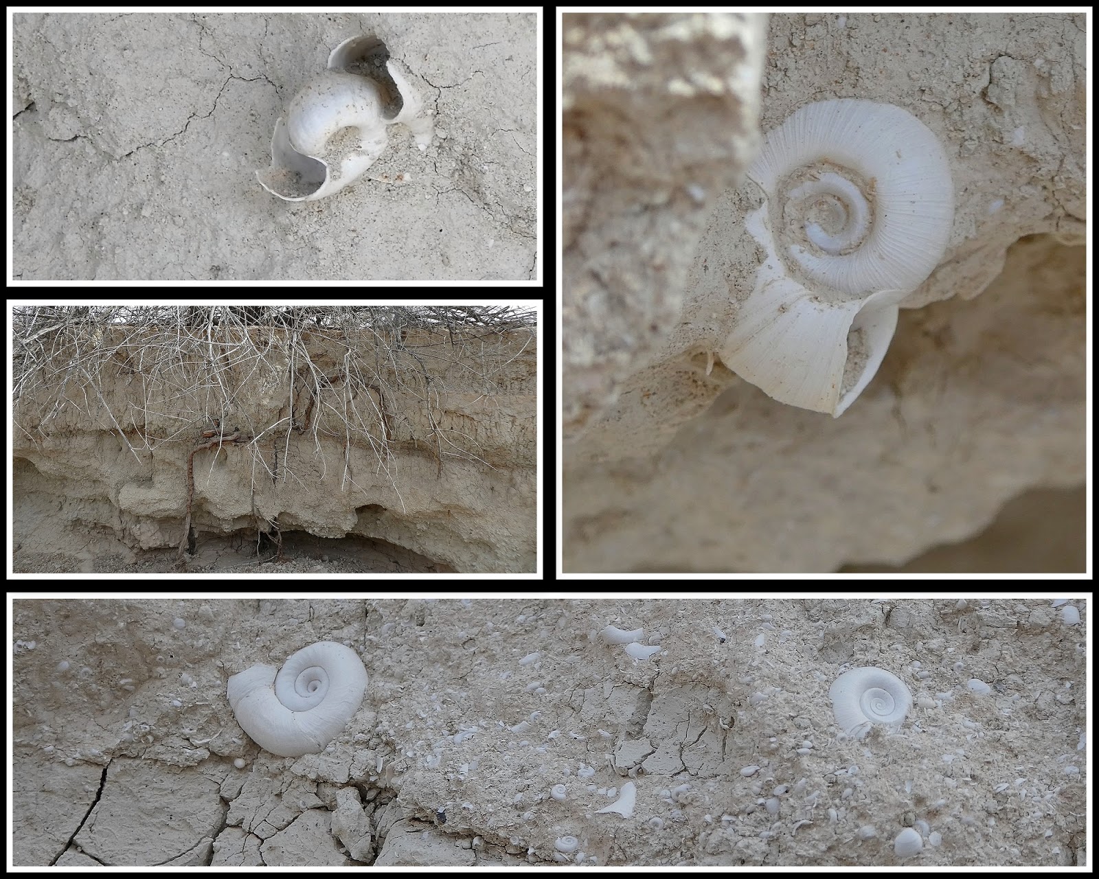 Ken's Photo Gallery Tule Springs Fossil Beds National Monument (TUSK