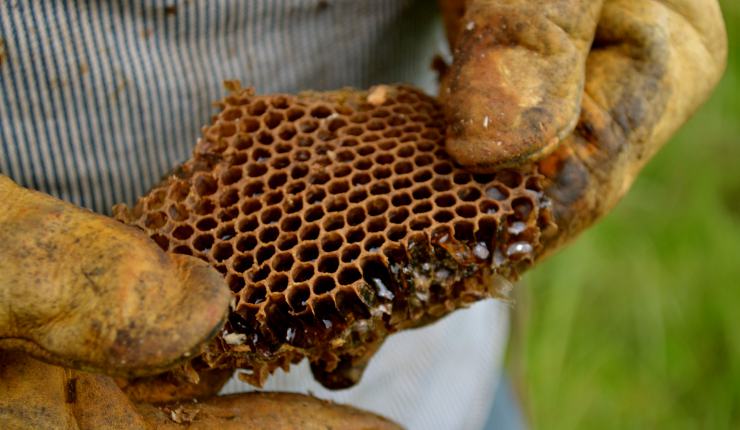20 Jenis Jenis Madu Dan Manfaatnya Bagi Tubuh Bahan Ajar Teknik Komputer Dan Informatika Teki