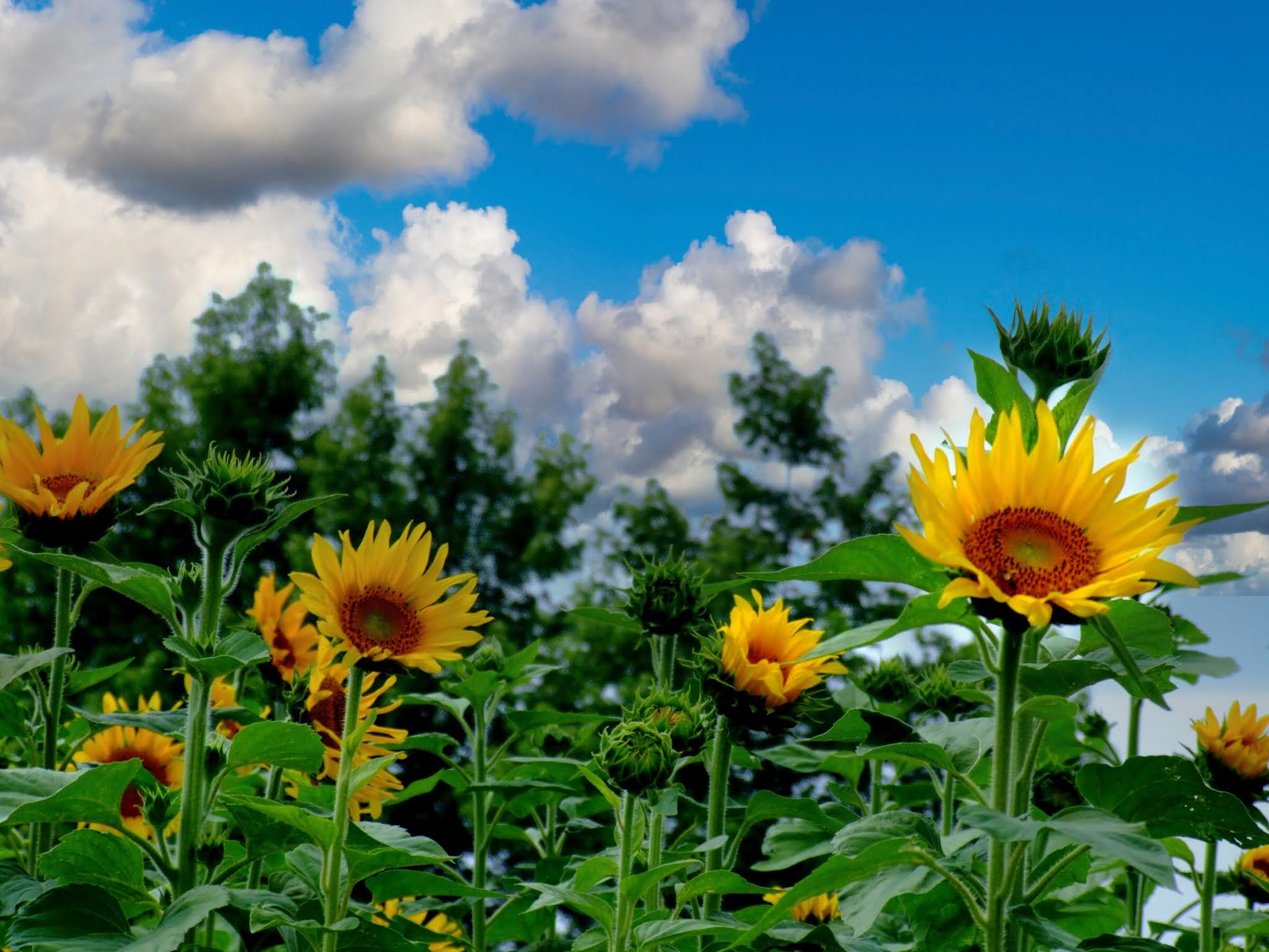 青空 黄色い向日葵（ヒマワリ） ひまわり写真素材 Luminar AI blue sky,yellow sunflower,photo stock,Van Gogh's sunflower