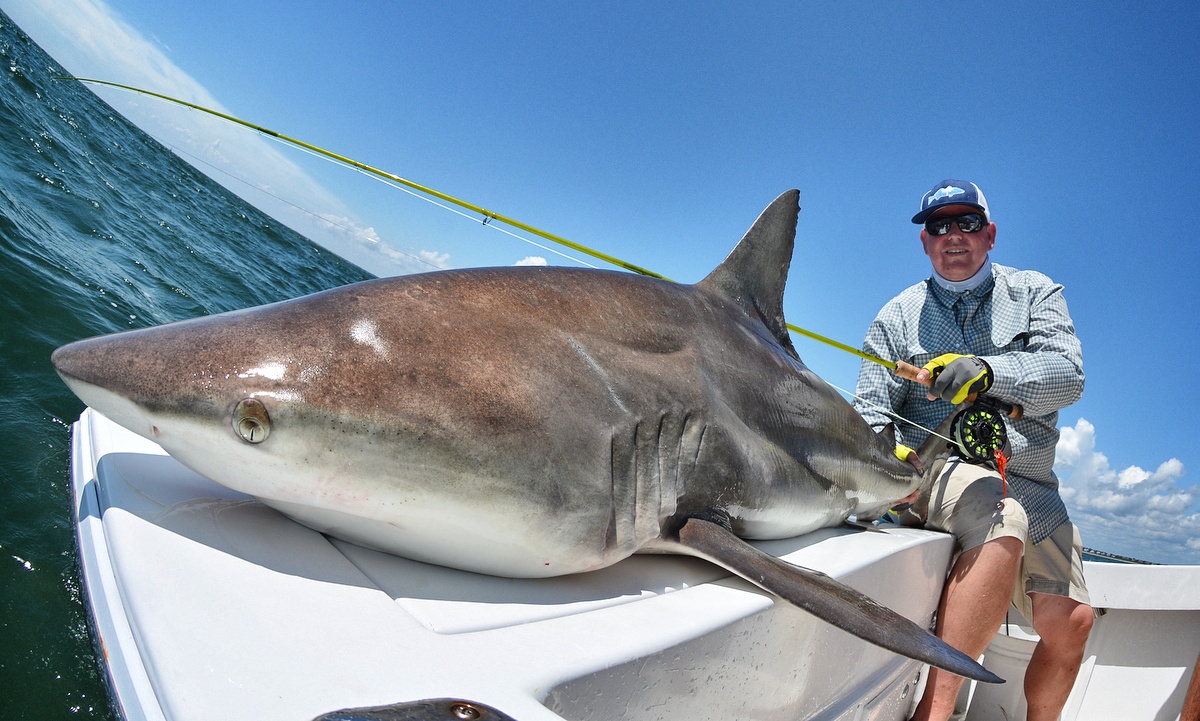 The Fiberglass Manifesto TBT EL TIBURON