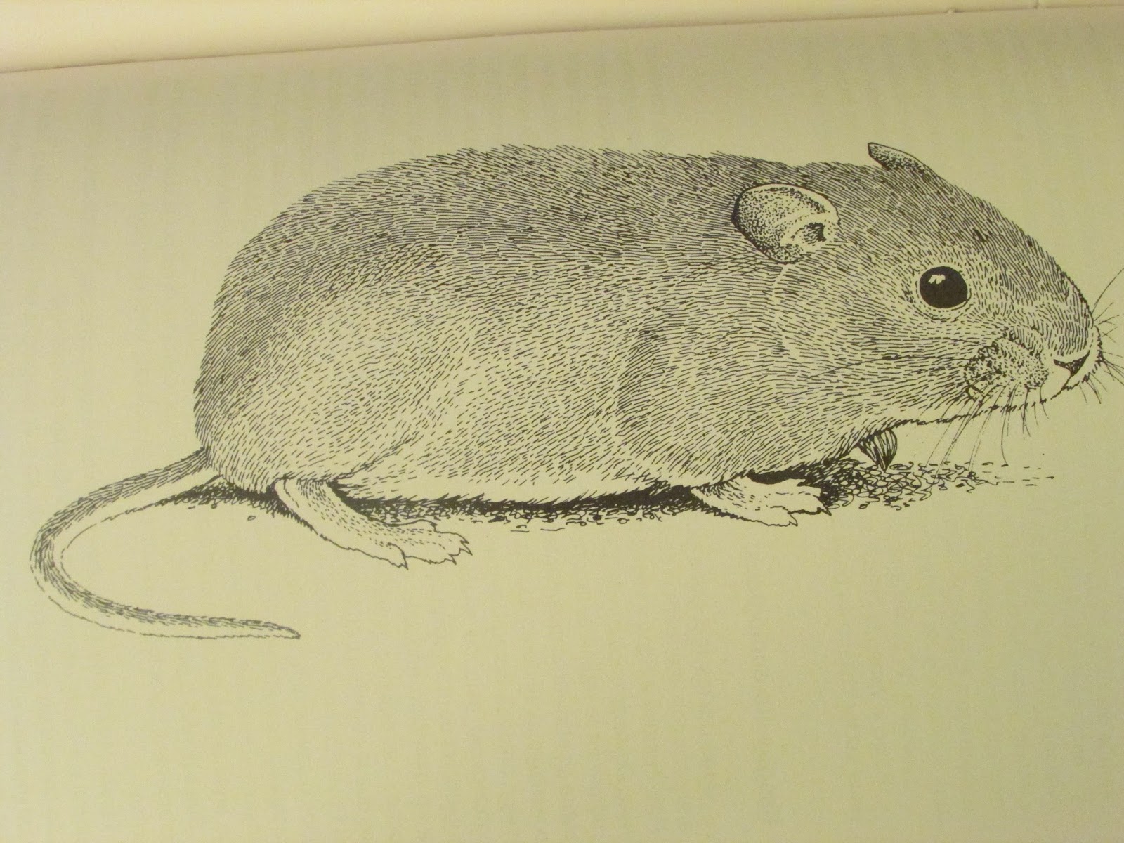 Argentina nativa Rata chinchilla fueguina (Euneomys chinchilloides)