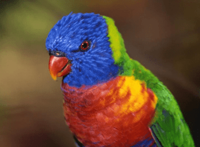 24+ Harga burung parkit lokal 2019 terupdate