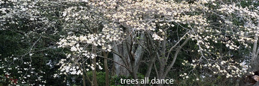 trees all dance