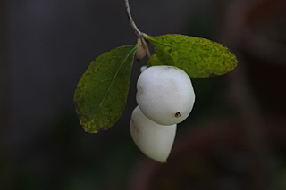 セッコウボク／カルポス