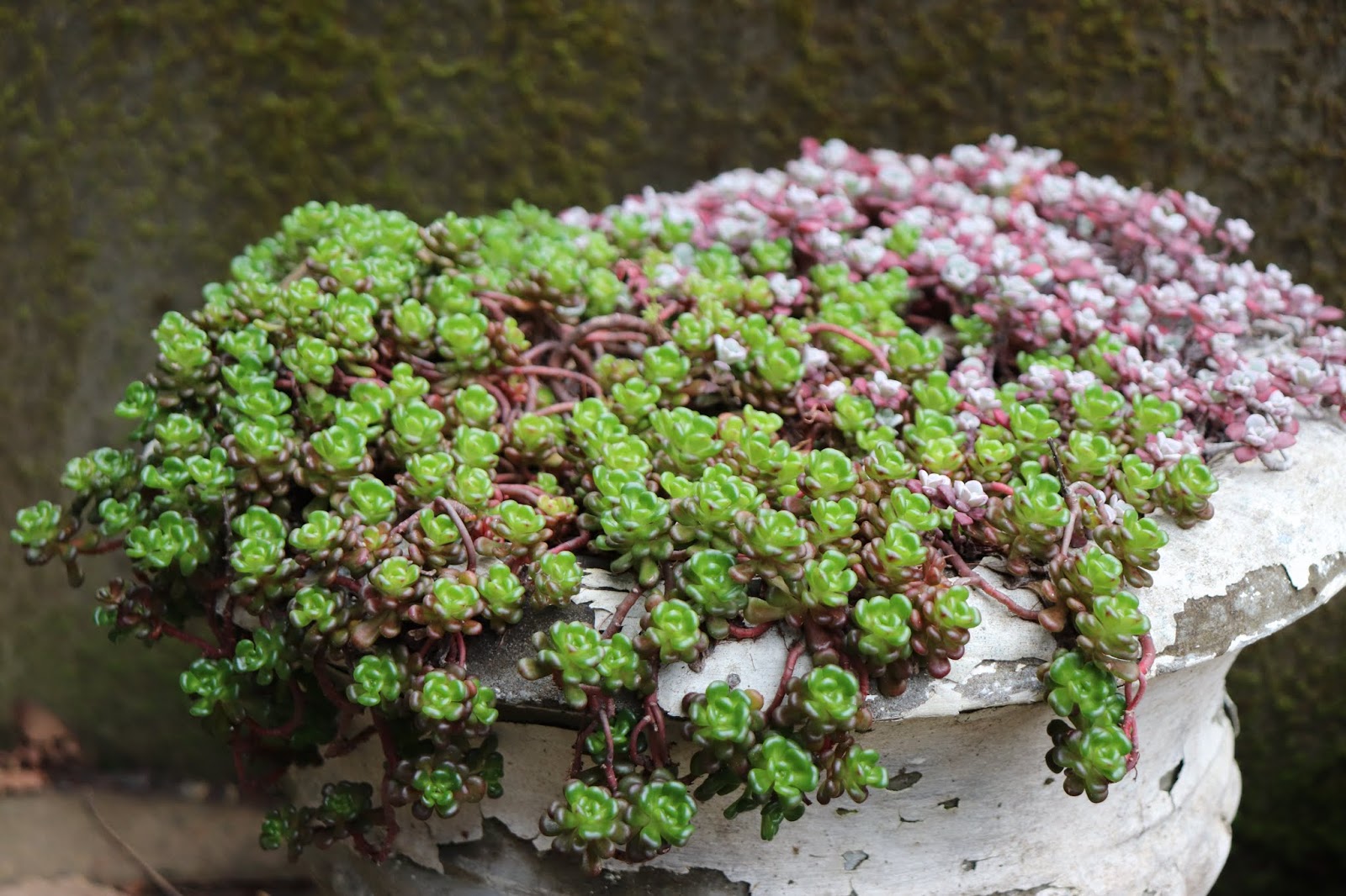 Nuit Blanche Super Resolution Imaging Through Scattering Medium