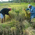 Agricultor aponta causas do declínio do arroz vermelho no Vale do Piancó