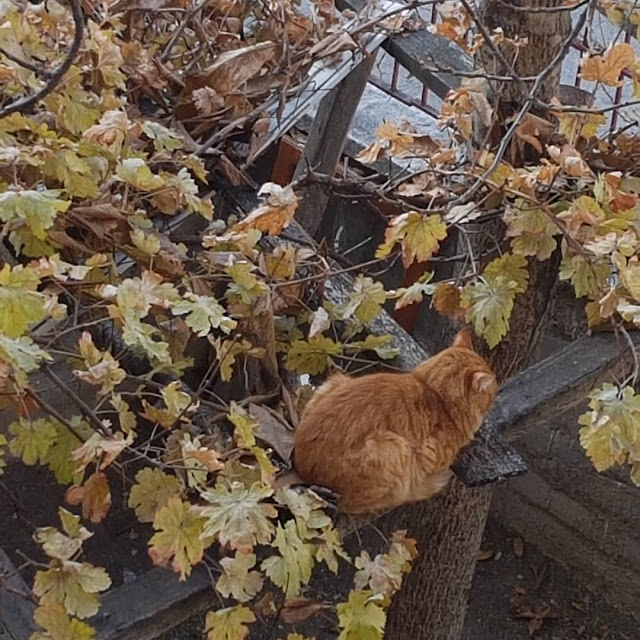 kedi gibi düşünmek ve davranmak